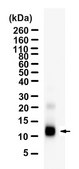 Anti-TGF-β1 Antibody, clone 4E3 ZooMAb® Rabbit Monoclonal recombinant, expressed in HEK 293 cells
