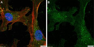 Anti-Neuropilin-1 Antibody, clone 1H21 ZooMAb® Rabbit Monoclonal recombinant, expressed in HEK 293 cells
