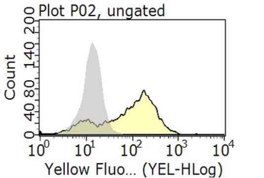 Anti-CD31/PECAM-1 Antibody from rabbit, purified by affinity chromatography
