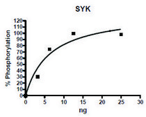 SYK Catalytic Subunit active human recombinant, expressed in baculovirus infected Sf9 cells, ≥60% (SDS-PAGE)