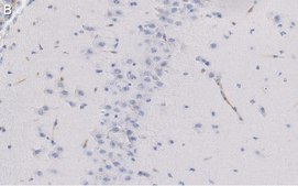Anti-NeuN Antibody, clone A60 ZooMAb® Mouse Monoclonal recombinant, expressed in HEK 293 cells