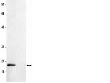 Anti-dimethyl-Histone H3 (Lys36) Antibody serum, Upstate®