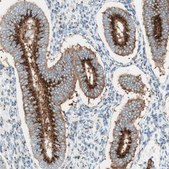 Anti-GOLGB1 antibody produced in rabbit Ab2, Prestige Antibodies® Powered by Atlas Antibodies, affinity isolated antibody, buffered aqueous glycerol solution