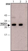 Anti-NQO1 (C-terminal) antibody produced in rabbit ~1 mg/mL, affinity isolated antibody, buffered aqueous solution