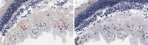 Anti-Brn-3a Antibody, clone 5A3.2 ZooMAb® Mouse Monoclonal recombinant, expressed in HEK 293 cells