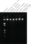 GenElute™ Plant Genomic DNA Miniprep Kit sufficient for 350 purifications