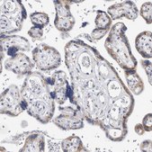 Anti-AKAP9 antibody produced in rabbit Prestige Antibodies® Powered by Atlas Antibodies, affinity isolated antibody, buffered aqueous glycerol solution