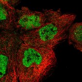 Anti-POLR3H antibody produced in rabbit Prestige Antibodies® Powered by Atlas Antibodies, affinity isolated antibody, buffered aqueous glycerol solution