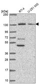 Anti-PKN2 antibody produced in rabbit Prestige Antibodies® Powered by Atlas Antibodies, affinity isolated antibody