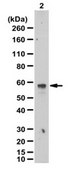 Anti-FcεRI α subunit Antibody serum, from rabbit