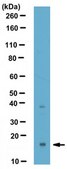 Anti-LC3 Antibody serum, from rabbit