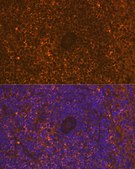 Anti-CD30 Antibody, clone 8N4G5, Rabbit Monoclonal