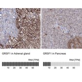 Anti-GRSF1 antibody produced in rabbit Prestige Antibodies® Powered by Atlas Antibodies, affinity isolated antibody, buffered aqueous glycerol solution