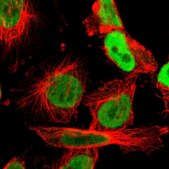 Anti-ILF2 antibody produced in rabbit Prestige Antibodies® Powered by Atlas Antibodies, affinity isolated antibody, buffered aqueous glycerol solution