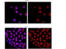 Anti-Y14 Antibody, clone 4C4 clone 4C4, from mouse