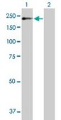 Anti-POGZ antibody produced in mouse purified immunoglobulin, buffered aqueous solution