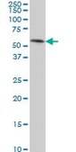 Monoclonal Anti-TEAD4 antibody produced in mouse clone 5H3, purified immunoglobulin, buffered aqueous solution