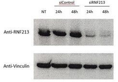 Anti-Ring Finger Protein 213 (RNF213) from rabbit