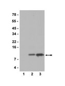Anti-acetyl-Histone H4 (Lys12) Antibody serum, Upstate®