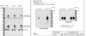 Anti-Acetyl Cortactin (Lys309) from rabbit