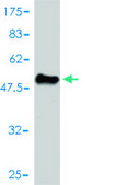 Monoclonal Anti-MRE11A antibody produced in mouse clone 1D8-A6, purified immunoglobulin, buffered aqueous solution