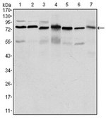 Anti-PSIP1 Antibody, clone 6E4 ascites fluid, clone 6E4, from mouse