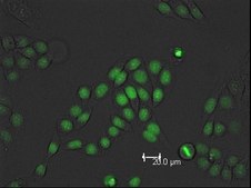 Histone H2B-GFP expressing HeLa Cell Line The Histone H2B-GFP expressing HeLa cell line is a useful cell model for imaging and analysis of chromosome dynamics.