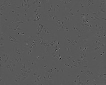 NIH 3T3 Cell Line murine NOTE: Both the cell line and DNA from the cell line may be available for this product. Please choose -1VL or VIAL for cells, or -DNA-5UG for DNA, 93061524, mouse embryo, Fibroblast