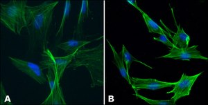 Anti-Actin, N-terminal antibody produced in rabbit ~0.5 mg/mL, affinity isolated antibody, buffered aqueous solution