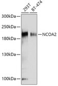 Anti-NCOA2 antibody produced in rabbit