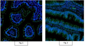 Anti-Active-β-Catenin Antibody, clone 8E7, Alexa Fluor™ 488 clone 8E7, from mouse, ALEXA FLUOR™ 488