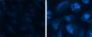 Autophagy Assay Kit sufficient for 200 fluorometric&nbsp;tests