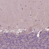 Anti-GNRH1 antibody produced in rabbit Prestige Antibodies® Powered by Atlas Antibodies, affinity isolated antibody, buffered aqueous glycerol solution