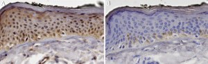 Anti-AP-2γ Antibody, clone 2J5 ZooMAb® Rabbit Monoclonal recombinant, expressed in HEK 293 cells