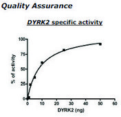 DYRK2 Active human recombinant, expressed in baculovirus infected insect cells, ≥50% (SDS-PAGE)