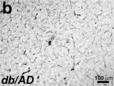 Anti-Actin, α-Smooth Muscle antibody, Mouse monoclonal clone 1A4, purified from hybridoma cell culture