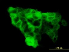 Monoclonal Anti-WWP1 antibody produced in mouse clone 1A7, purified immunoglobulin, buffered aqueous solution