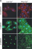 Anti-α-Catenin antibody produced in rabbit whole antiserum