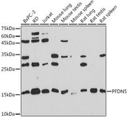 Anti-PFDN5 antibody produced in rabbit