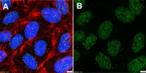 Anti-Exportin-1/CRM1 Antibody, clone 1B2 ZooMAb® Rabbit Monoclonal recombinant, expressed in HEK 293 cells