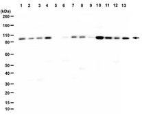 Anti-YY1AP1 Antibody from rabbit, purified by affinity chromatography