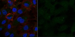 Anti-PP2A, C subunit Antibody, clone 1D6, Alexa Fluor™ 488 Conjugate clone 1D6, from mouse, ALEXA FLUOR™ 488