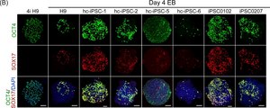 Anti-Oct-4 Antibody, clone 10H11.2 clone 10H11.2, Chemicon®, from mouse