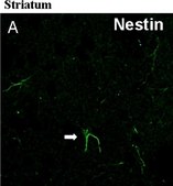 Anticorps anti-nestine, clone&nbsp;rat-401 clone rat-401, Chemicon®, from mouse