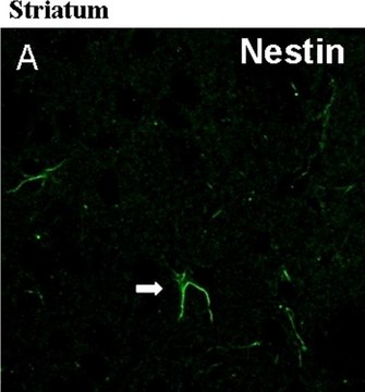 Anticuerpo anti-nestina, clon rata-401 clone rat-401, Chemicon&#174;, from mouse