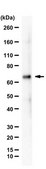 Anti-PHF1 from rabbit, purified by affinity chromatography