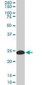 Monoclonal Anti-YWHAG antibody produced in mouse clone 6A10, purified immunoglobulin, buffered aqueous solution