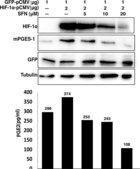 Anti-Green Fluorescent Protein Antibody Chemicon®, from rabbit