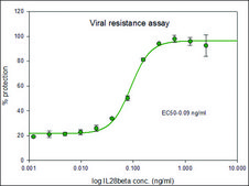 IL28β human recombinant, expressed in HEK 293 cells, suitable for cell culture