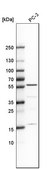 Anti-IP6K1 antibody produced in rabbit Prestige Antibodies® Powered by Atlas Antibodies, affinity isolated antibody, buffered aqueous glycerol solution